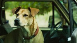 Lucy the Labrador in Wendy and Lucy